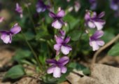 清热解毒的紫花地丁